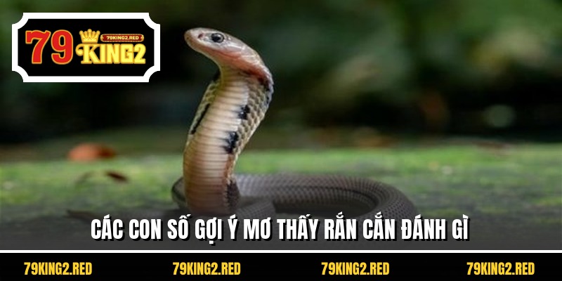 Các con số gợi ý mơ thấy rắn cắn đánh gì