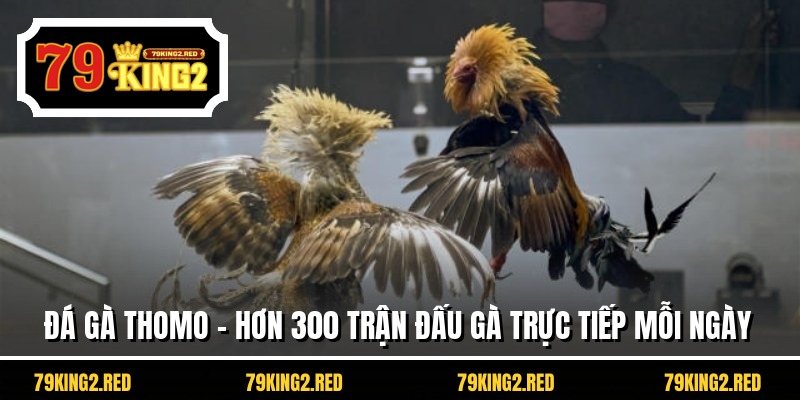 Đá Gà Thomo - Hơn 300 Trận Đấu Gà Trực Tiếp Mỗi Ngày