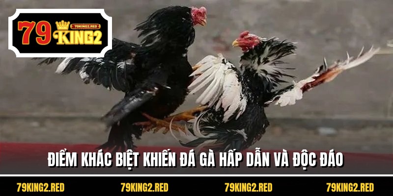 Điểm khác biệt khiến đá gà hấp dẫn và độc đáo