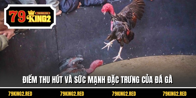 Điểm thu hút và sức mạnh đặc trưng của đá gà