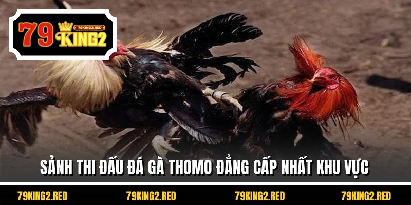 Sảnh thi đấu đá gà Thomo đẳng cấp nhất khu vực