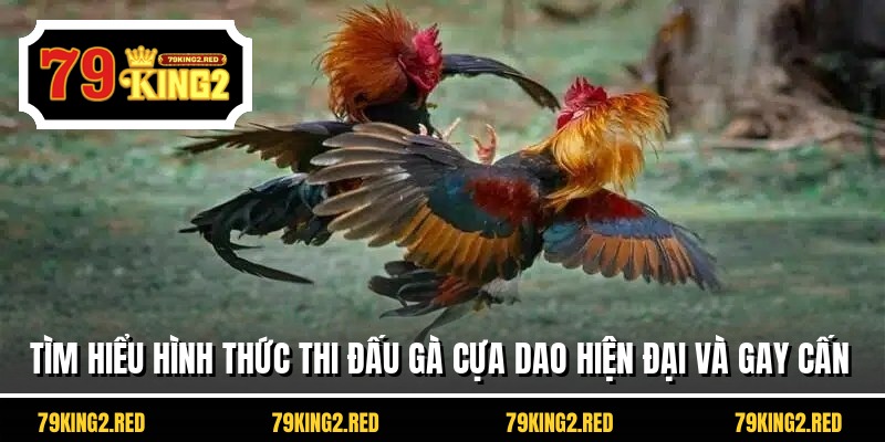 Tìm hiểu hình thức thi đấu gà cựa dao hiện đại và gay cấn