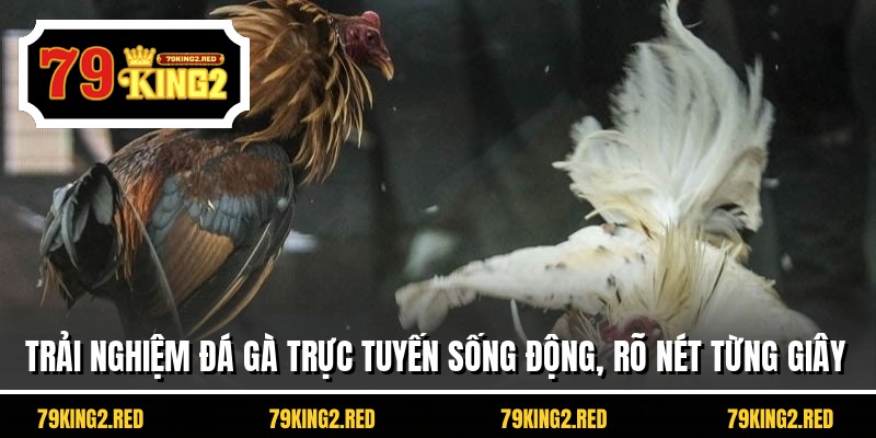 Trải nghiệm đá gà trực tuyến sống động, rõ nét từng giây